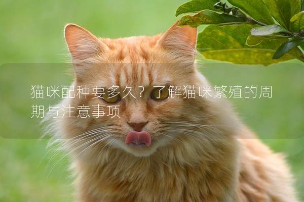 貓咪配種要多久？了解貓咪繁殖的周期與注意事項(xiàng)